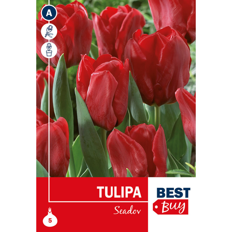 Bulbes de tulipes Seadov 5 pièces