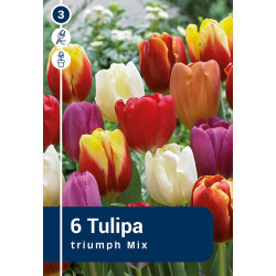 Bulbes de tulipes Triumph Mix 10 pièces