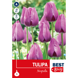 Bulbes de tulipes Negrita 5 pièces