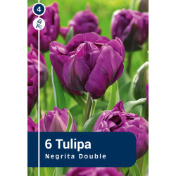 Bulbes de tulipes Negrita Double 6 pièces