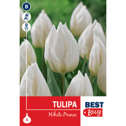 Bulbes de tulipes White Prince 10 pièces