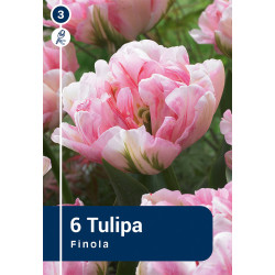 Bulbes de tulipes Finola 6 pièces