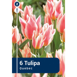 Bulbes de tulipes Quebec 6 pièces