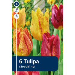 Bulbes de tulipes Shocking 6 pièces