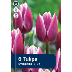 Bulbes de tulipes Synaeda blue 6 pièces