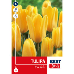 Bulbes de tulipes Candela 5 pièces
