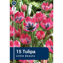 Bulbes de tulipes Little Beauty 15 pièces