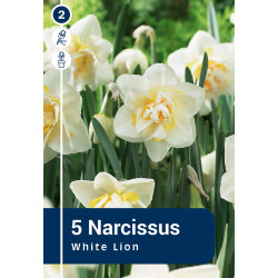 Bulbes de narcisses White Lion 5 pièces