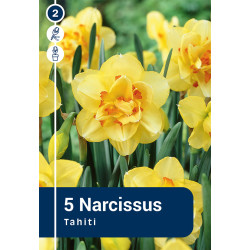 Bulbes de narcisses Tahiti 5 pièces