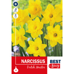 Bulbes de narcisses Dutch Master 8 pièces