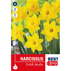 Bulbes de narcisses Dutch Master 4 pièces