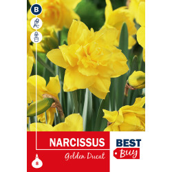 Bulbes de narcisses Golden Ducat 8 pièces