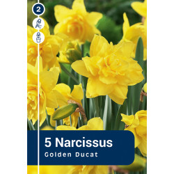 Bulbes de narcisses Golden Ducat 5 pièces