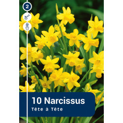 Bulbes de narcisses Tête à Tête 10 pièces