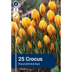 Bulbes de crocus Fuscotinctus 25 pièces