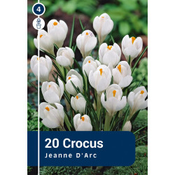 Bulbes de crocus Jeanne d'Arc 20 pièces
