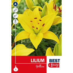 Bulbes de lys Yellow