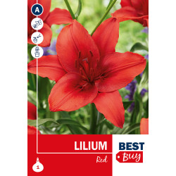 Bulbes de lys Red