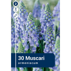 Bulbes de muscaris Armeniacum 30 pièces