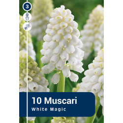Bulbes de muscaris White Magic 10 pièces