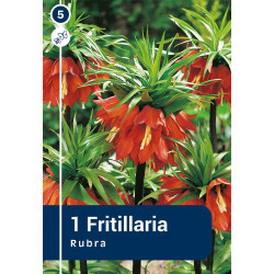 Bulbes de Fritillaria Rubra