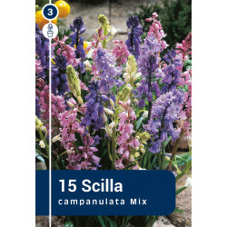 Bulbes de Scilla Campanulata Mix 15 pièces