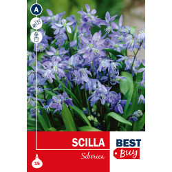 Bulbes de Scilla Siberica 15 pièces