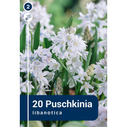 Bulbes de Puschkinia Libanotica 20 pièces