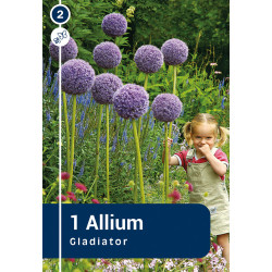 Bulbes d'Allum Gladiator