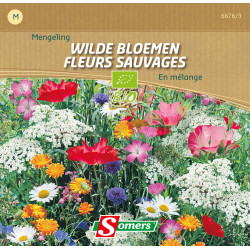 Mélange fleurs sauvages SOMERS – Éclosion colorée