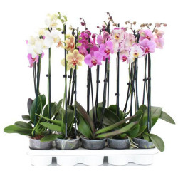 Orchidée phalaenopsis en pot