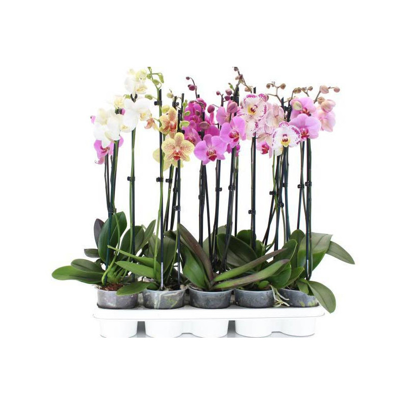 Orchidée phalaenopsis en pot