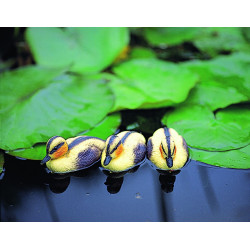 Caneton jaune flottant pour bassin – Déco ludique | UBBINK