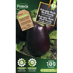 Semences d'aubergine Ronde Black Beauty PROTECTA