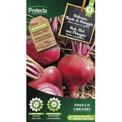 Semences de betterave Ronde de Chioggia PROTECTA