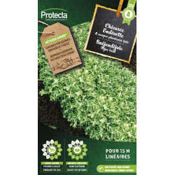 Semences de chicorée Endivette PROTECTA