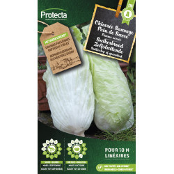 Semences de chicorée Sauvage Pain de Sucre PROTECTA