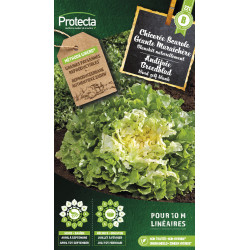 Semences de chicorée Scarole Géante Maraîchère PROTECTA