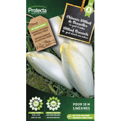 Semences de chicorée Witloof de Bruxelles PROTECTA