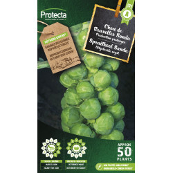 Semences de chou de Bruxelles Sanda PROTECTA