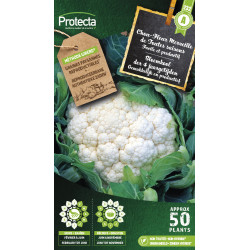 Semences de chou-fleur Merveille de Toutes saisons PROTECTA