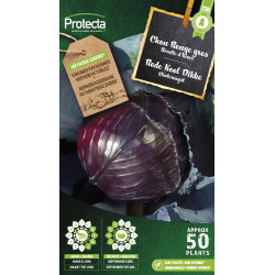 Semences de chou Rouge gros PROTECTA