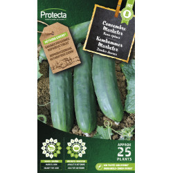 Semences de concombre Marketer PROTECTA