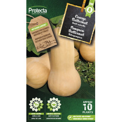 Semences de courge Butternut PROTECTA