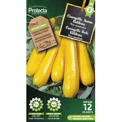 Semences de courgette Jaune Goldena PROTECTA