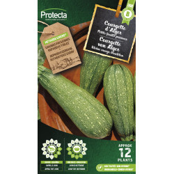 Semences de courgette d'Alger PROTECTA