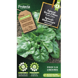 Semences d'épinard Géant d'Hiver PROTECTA