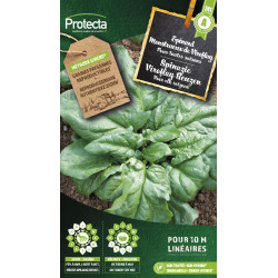 Semences d'épinard Monstrueux de Viroflay PROTECTA
