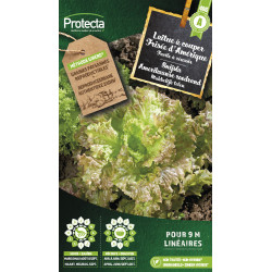 Semences de laitue à couper Frisée d'Amérique PROTECTA