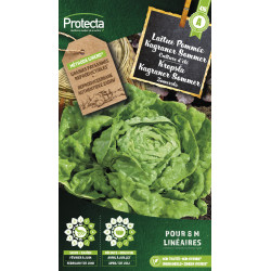 Semences de laitue Pommée Kagraner Sommer PROTECTA
